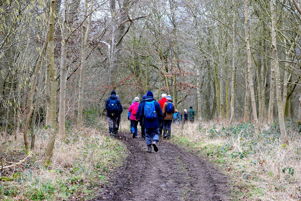 A Walk in the Woods