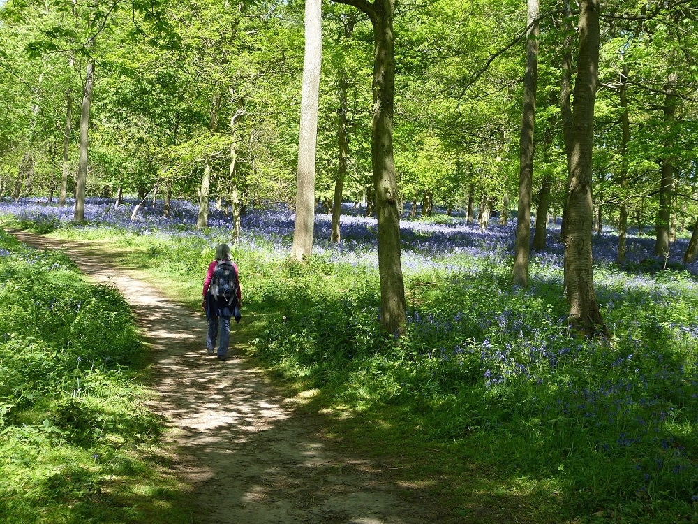 Bluebell walk