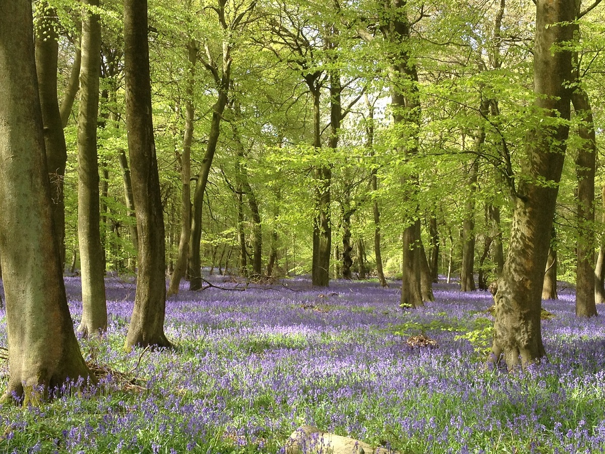 Bluebells